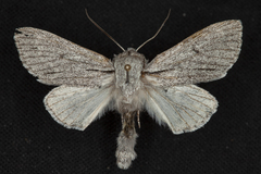 Acronicta cyanescens