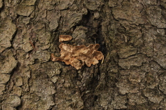 Phellinus chrysoloma