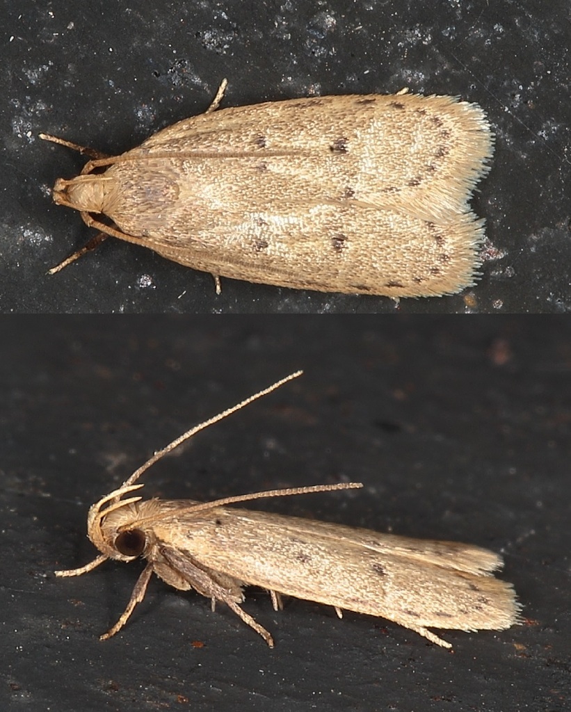 Odites incolumis