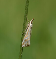 Hednota pleniferellus