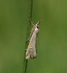 Hednota pleniferellus