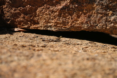 Agama planiceps