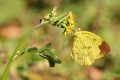 Eurema blanda