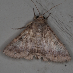 Pandesma robusta