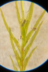 Fissidens fontanus