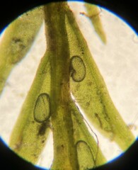 Fissidens fontanus