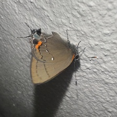 Electrostrymon angelia