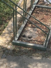 Burhinus superciliaris