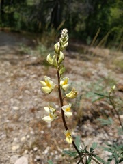 Lupinus angustiflorus