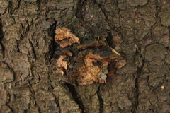 Phellinus chrysoloma