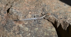 Cryptoblepharus virgatus