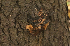 Phellinus chrysoloma