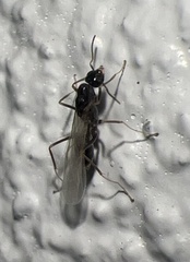 Dorymyrmex antillanus