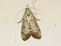 Heteromicta tripartitella
