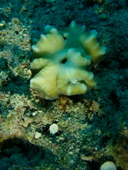 Caulastraea furcata