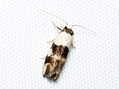Zonopetala decisana