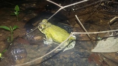 Incilius marmoreus