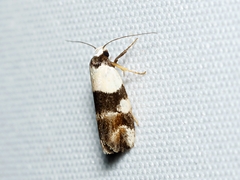 Zonopetala decisana