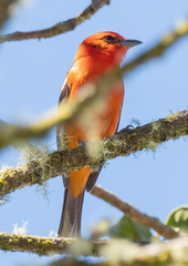 Piranga bidentata