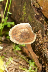 Sanguinoderma