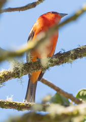 Piranga bidentata