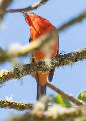 Piranga bidentata
