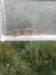 Pantosteus discobolus