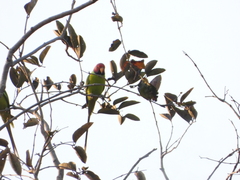 Psittacula cyanocephala
