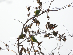 Psittacula cyanocephala