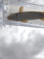 Pantosteus discobolus