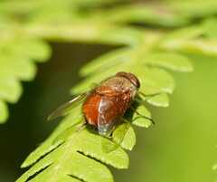 Calliphora ochracea