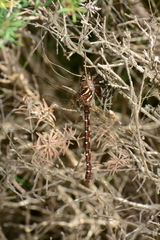 Austroaeschna unicornis