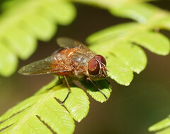 Calliphora ochracea