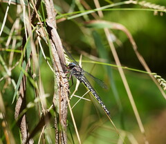 Austroaeschna multipunctata
