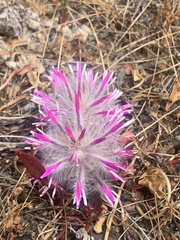 Ptilotus manglesii