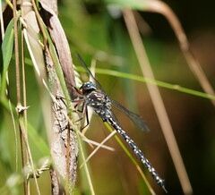 Austroaeschna multipunctata