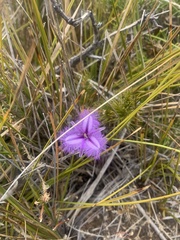 Thysanotus patersonii