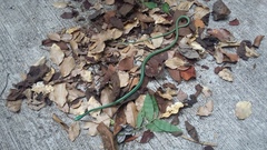 Leptophis diplotropis