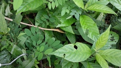Oxybelis microphthalmus