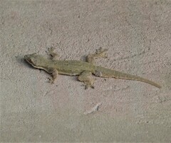 Hemidactylus platyurus