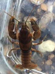 Cambarus andersoni