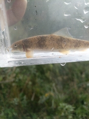 Pantosteus discobolus