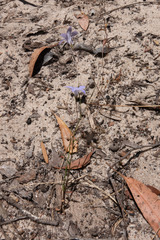 Wahlenbergia victoriensis
