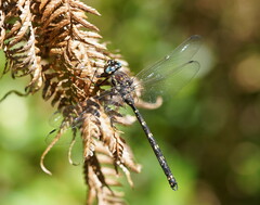 Austroaeschna atrata