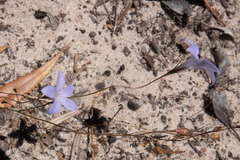 Wahlenbergia victoriensis