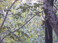 Ficedula superciliaris