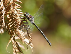 Austroaeschna atrata