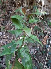 Deeringia polysperma