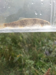 Pantosteus discobolus