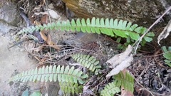 Adiantum caudatum